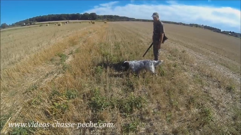 chasse faisan avec Setter Anglais